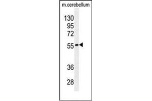 Western blot analysis of FAM69B Antibody (N-term) in mouse cerebellum tissue lysates (35ug/lane). (FAM69B Antikörper  (N-Term))