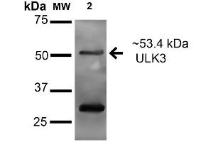 Western blot analysis of Human A549 cell lysates showing detection of 53.