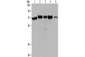 Western Blotting (WB) image for anti-HIV-1 Rev Binding Protein (HRB) antibody (ABIN2422489) (AGFG1 Antikörper)