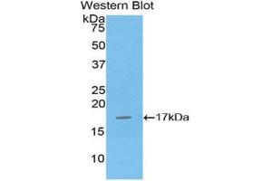 Western Blotting (WB) image for anti-Interleukin 16 (IL16) (AA 1203-1332) antibody (ABIN1859346) (IL16 Antikörper  (AA 1203-1332))