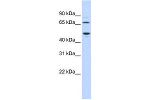 Western Blotting (WB) image for anti-Tryptophan 2,3-Dioxygenase (TDO2) antibody (ABIN2458954) (TDO2 Antikörper)