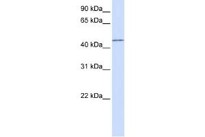 WB Suggested Anti-PARVB Antibody Titration:  0. (Parvin, beta Antikörper  (N-Term))