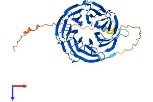 WDR31 Protein (AA 1-367) (His tag)