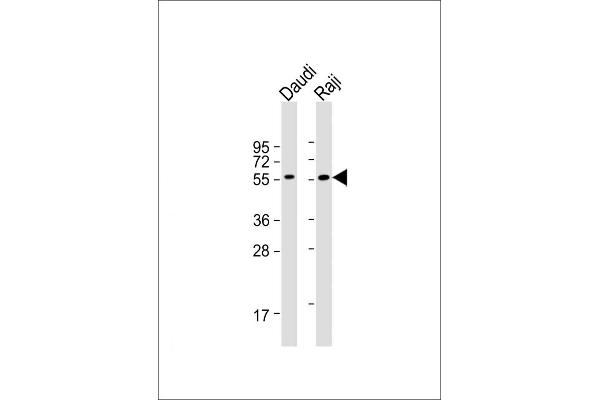 FCRL4 anticorps  (C-Term)