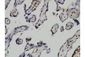 Immunoperoxidase of monoclonal antibody to JMJD1C on formalin-fixed paraffin-embedded human placenta. (JMJD1C Antikörper  (AA 2-99))