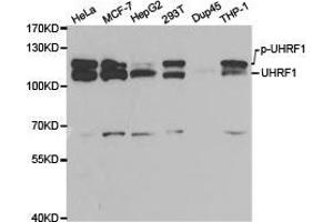 Western Blotting (WB) image for anti-Ubiquitin-Like, Containing PHD and RING Finger Domains, 1 (UHRF1) antibody (ABIN1875278) (UHRF1 Antikörper)