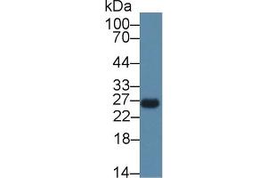Western Blot; Sample: Rat Spleen lysate; Primary Ab: 1µg/ml Rabbit Anti-Mouse CEBPd Antibody Second Ab: 0. (CEBPD Antikörper  (AA 51-251))