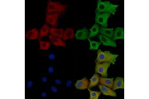 ABIN6259453 and ABIN6275232 staining Hela cells by IF/ICC. (MRPS2 Antikörper  (C-Term))
