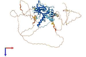 Tumor Protein p73 Protein (AA 1-631) (His tag)