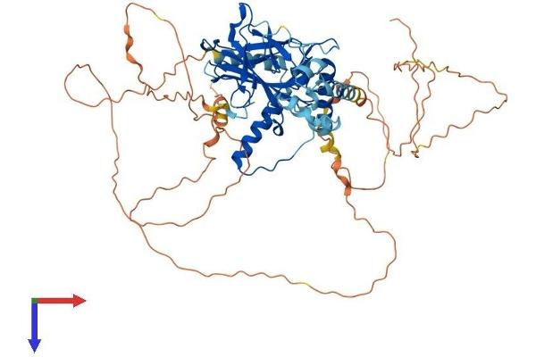 Tumor Protein p73 Protein (AA 1-631) (His tag)
