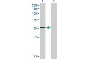 Western Blot analysis of CYP2E1 expression in transfected 293T cell line by CYP2E1 MaxPab polyclonal antibody. (CYP2E1 Antikörper  (AA 1-493))