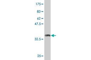 Western Blot detection against Immunogen (36. (COQ3 Antikörper  (AA 273-369))