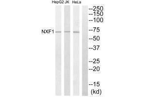Western blot analysis of extracts from HepG2 cells, Jurkat cells and HeLa cells, using NXF1 antibody. (NXF1 Antikörper  (N-Term))