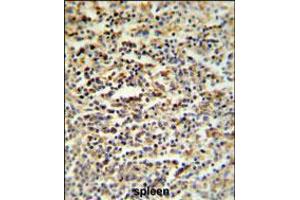SGF29 Antibody IHC analysis in formalin fixed and paraffin embedded human spleen tissue followed by peroxidase conjugation of the secondary antibody and DAB staining.