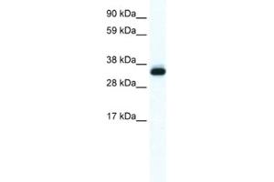 Western Blotting (WB) image for anti-Annexin A5 (ANXA5) antibody (ABIN2461409) (Annexin V Antikörper)