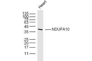 Mouse heart lysates probed with NDUFA10 Polyclonal Antibody, unconjugated  at 1:300 overnight at 4°C followed by a conjugated secondary antibody at 1:10000 for 90 minutes at 37°C. (NDUFA10 Antikörper  (AA 201-300))