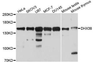 Western blot analysis of extracts of various cell lines, using DHX38 antibody. (DHX38 Antikörper  (AA 1133-1227))