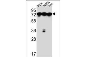 HS Antibody (C-term) (ABIN651231 and ABIN2840143) western blot analysis in ,,Hela cell line lysates (35 μg/lane). (GRP78 Antikörper  (C-Term))
