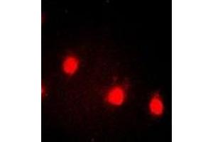 Immunofluorescent analysis of Cyclin E1 (pT77) staining in HEK293T cells. (Cyclin E1 Antikörper  (pSer77))