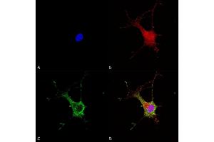 Immunocytochemistry/Immunofluorescence analysis using Mouse Anti-Alpha-2C Adrenergic Receptor Monoclonal Antibody, Clone S330A-80 (ABIN2485198). (ADRA2C Antikörper  (AA 442-462) (Atto 390))