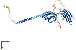 Synaptotagmin V Protein (SYT5) (AA 1-386) (His tag)
