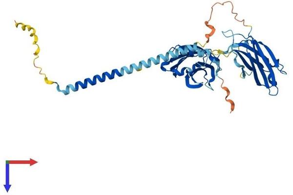 Synaptotagmin V Protein (SYT5) (AA 1-386) (His tag)