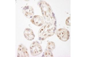 Immunohistochemistry (IHC) image for anti-Wolf-Hirschhorn Syndrome Candidate 2 (WHSC2) (AA 499-549) antibody (ABIN7448687) (WHSC2 Antikörper  (AA 499-549))