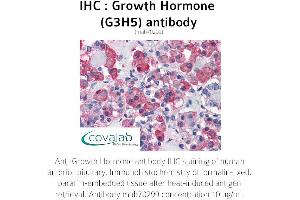 Image no. 1 for anti-Growth Hormone 1 (GH1) antibody (ABIN1723225) (Growth Hormone 1 Antikörper)