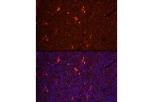 Immunofluorescence analysis of rat spleen cells using RANKL Rabbit pAb (ABIN3016237, ABIN3016238, ABIN3016239 and ABIN6219648) at dilution of 1:100 (40x lens). (RANKL Antikörper  (AA 78-317))