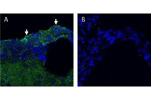 KCNQ1 in rat subfornical organA.