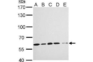 WB Image KPNA4 antibody [C3], C-term detects KPNA4 protein by Western blot analysis. (KPNA4 Antikörper  (C-Term))