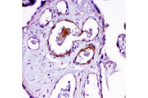 Immunohistochemistry (IHC) image for anti-Angiotensin I Converting Enzyme (Peptidyl-Dipeptidase A) 1 (ACE) (AA 702-715), (Middle Region) antibody (ABIN3042841)
