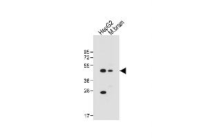 All lanes : Anti-AS Antibody (Center) at 1:1000 dilution Lane 1: HepG2 whole cell lysate Lane 2: Mouse brain tissue lysate Lysates/proteins at 20 μg per lane. (CLMP Antikörper  (AA 81-110))