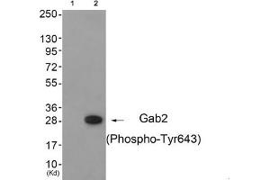 Western blot analysis of extracts from 3T3 cells (Lane 2), using Gab2 (Phospho-Tyr643) Antibody. (GAB2 Antikörper  (pTyr643))