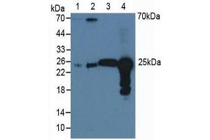 Western blot analysis of (1) Human A549 Cells, (2) Human HeLa cells, (3) Bovine Liver Tissue and (4) Bovine Lung Tissue. (Peroxiredoxin 6 Antikörper  (AA 1-224))