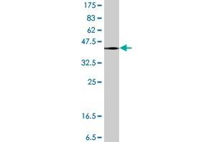 Western Blotting (WB) image for anti-Mannose Receptor, C Type 2 (MRC2) (AA 105-214) antibody (ABIN564258)