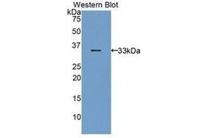 Western Blotting (WB) image for anti-Bone Marrow Stromal Cell Antigen 1 (BST1) (AA 28-282) antibody (ABIN1858173) (BST1 Antikörper  (AA 28-282))