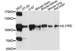 Western blot analysis of extracts of various cell lines, using IL17RD antibody. (IL17RD Antikörper  (AA 150-300))
