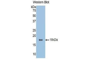 Western Blotting (WB) image for anti-R-Spondin 1 (RSPO1) (AA 136-262) antibody (ABIN1171732)
