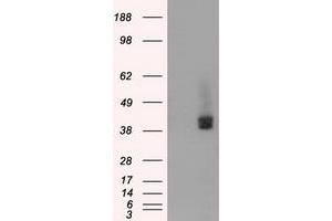 HEK293T cells were transfected with the pCMV6-ENTRY control (Left lane) or pCMV6-ENTRY BSG (Right lane) cDNA for 48 hrs and lysed. (CD147 Antikörper)