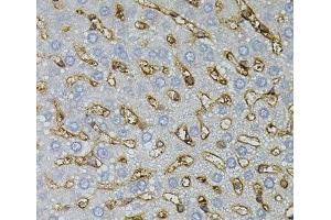 Immunohistochemistry of paraffin-embedded Rat liver using ASAH2 Polyclonal Antibody (ASAH2 Antikörper)