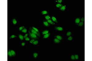 Immunofluorescence staining of HepG2 cells with ABIN7148695 at 1:100, counter-stained with DAPI. (MUS81 Antikörper  (AA 82-265))