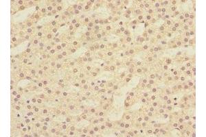 Immunohistochemistry of paraffin-embedded human adrenal gland tissue using ABIN7145375 at dilution of 1:100 (LFNG Antikörper  (AA 1-250))