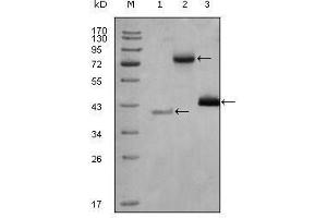 Western Blot showing HDAC3 antibody used against truncated Trx-HDAC3 recombinant protein (1), full length HDAC3-hIgGFc (aa1-428) transfected CHO-K1 cell lysate (2) and Hela cell lysate (3). (HDAC3 Antikörper  (AA 224-428))