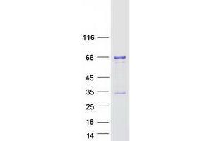 Western Blotting (WB) image for Transcription Factor 3 (E2A Immunoglobulin Enhancer Binding Factors E12/E47) (TCF3) (Transcript Variant 2) protein (Myc-DYKDDDDK Tag) (ABIN2733358)