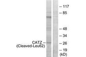 Western blot analysis of extracts from COS7 cells, treated with etoposide 25uM 1h, using CATZ (Cleaved-Leu62) Antibody. (Cathepsin Z Antikörper  (Cleaved-Leu62))