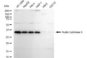 Western blotting analysis using Nudix hydrolase 5 antibody (ABIN7799689).