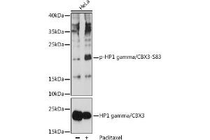 Western blot analysis of extracts of HeLa cells, using Phospho-HP1 gamma/CBX3-S83 pAb (ABIN7266358) at 1:1000 dilution or HP1 gamma/CBX3 antibody (ABIN1512681, ABIN3023226, ABIN3023227 and ABIN5664024). (CBX3 Antikörper  (pSer83))
