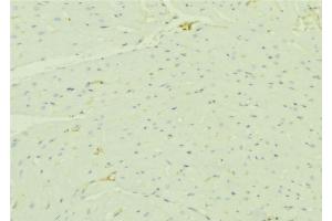 ABIN6276490 at 1/100 staining Mouse liver tissue by IHC-P. (HADH Antikörper  (Internal Region))
