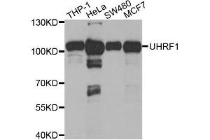 Western blot analysis of extracts of various cell lines, using UHRF1 antibody. (UHRF1 Antikörper)